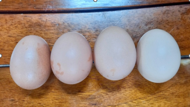 시골마당 이미지 2