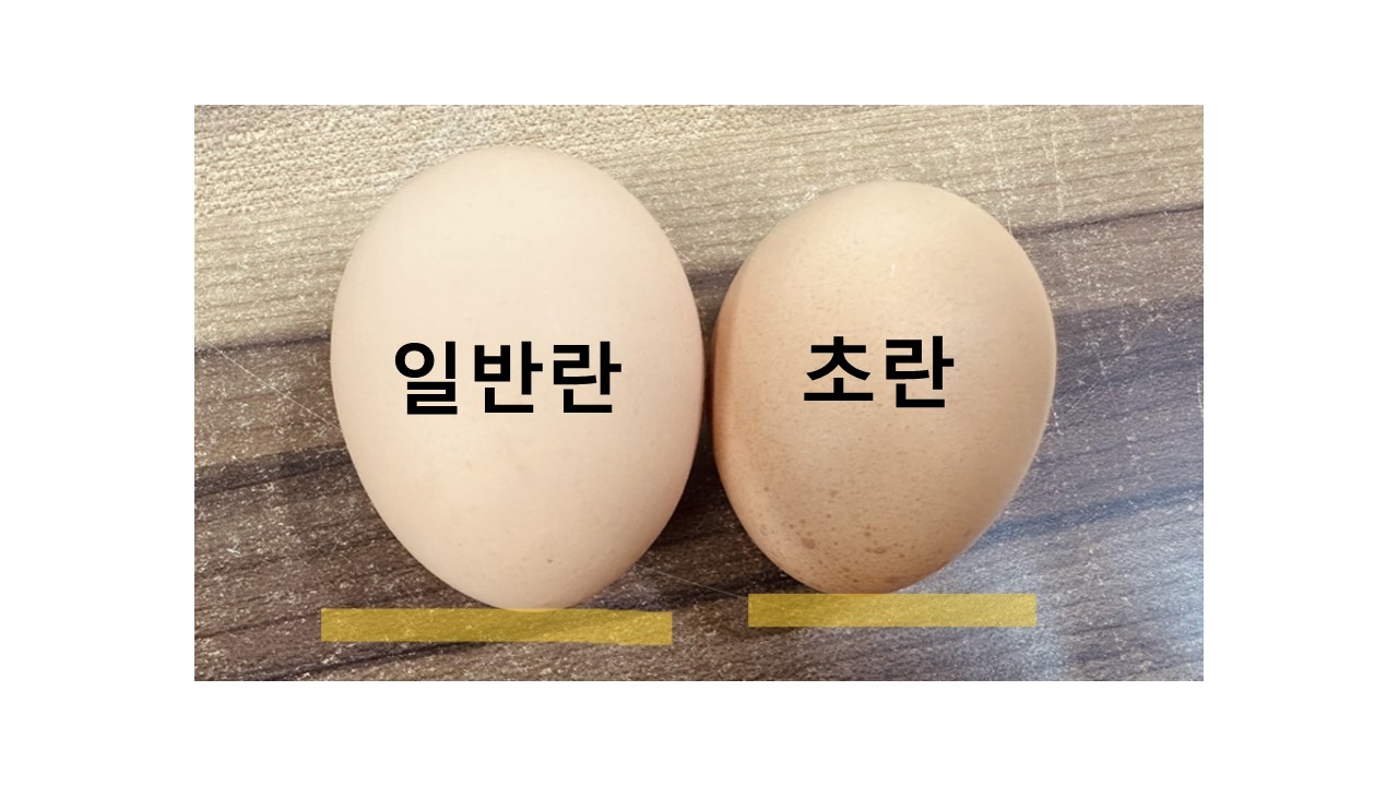 초란 30알×6회(매주/2주마다/3주마다/4주마다) 